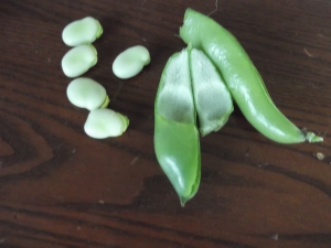 Some fava beans I grew in my first garden. These legumes fix nitrogen in the soil, or so I am told. This was nearly my whole crop... When I started out I scored A++ on enthusiasm for gardening but probably around a D- for actual knowledge of it. 